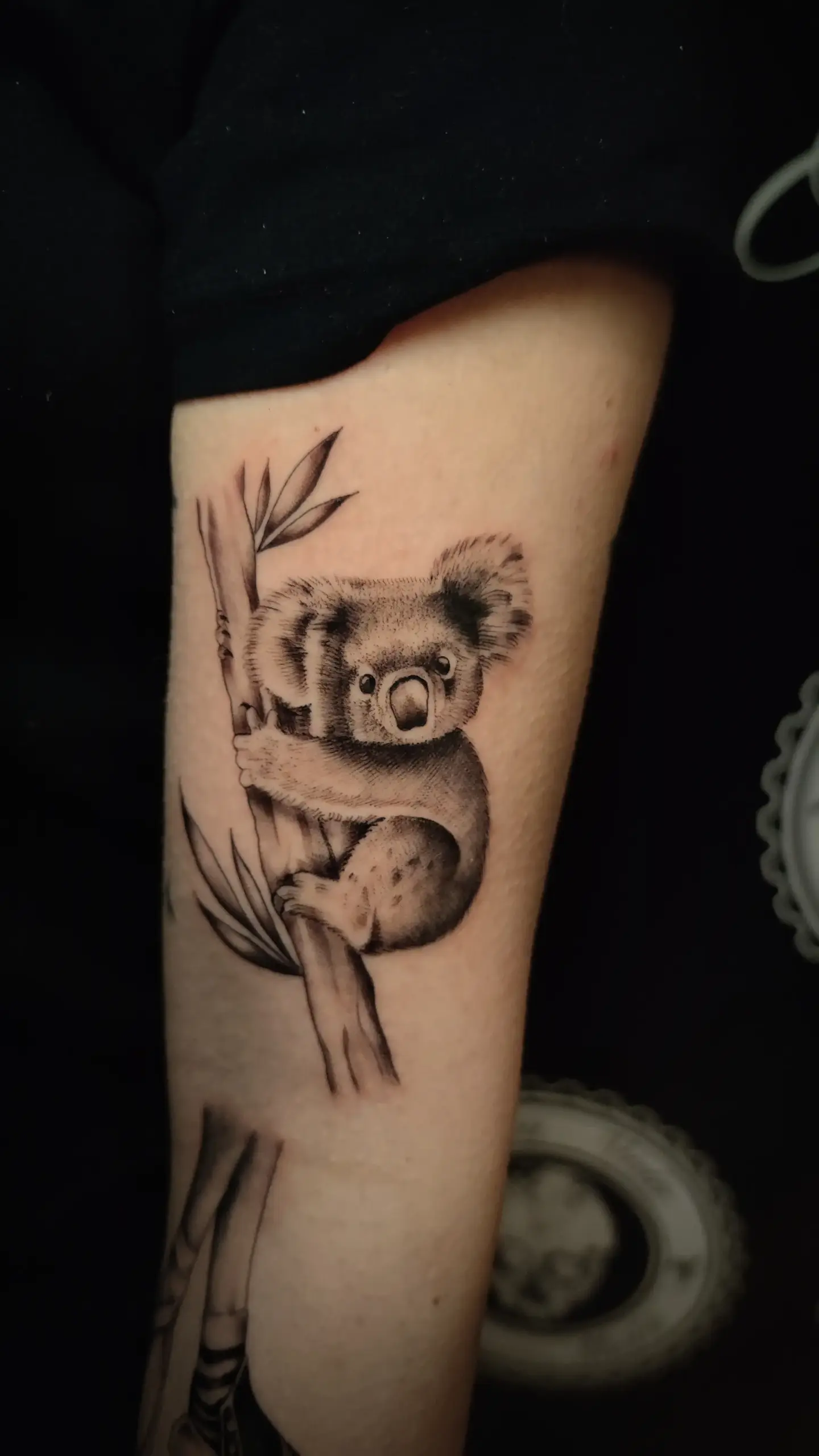 Koala