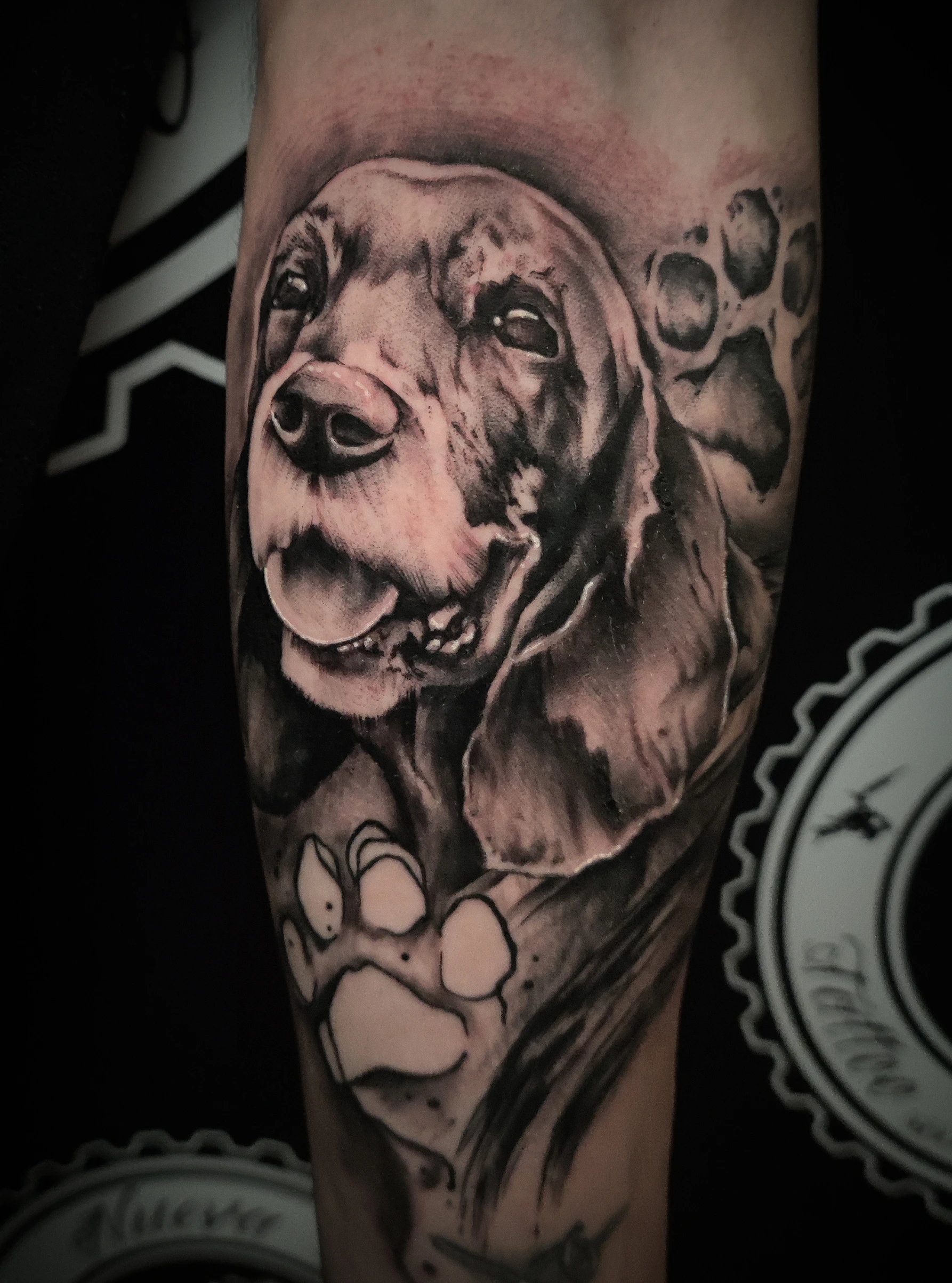 Cocker Spaniel